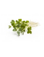 Green Kale Micro-green freshly cut