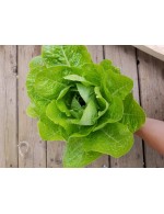 Organic romain lettuce