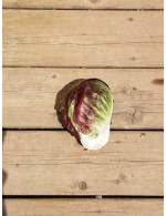 Radicchio biologique