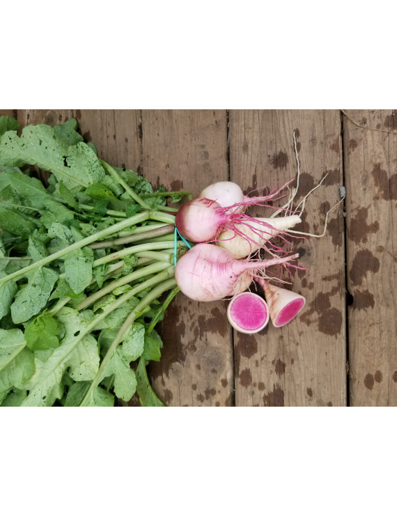 Radis watermelon biologique