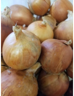 Oignons jaune biologique
