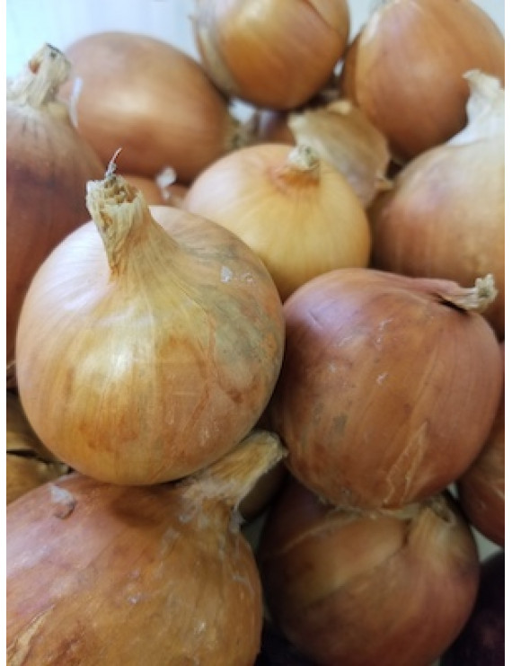 Oignons jaune biologique