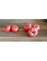 Tomates de serre bios