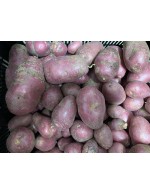 Organic Zina red potatoes