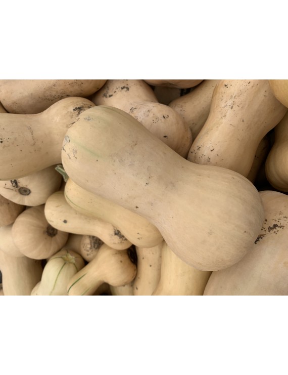 Courge butternut bio