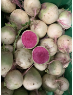 Radis melon d'eau