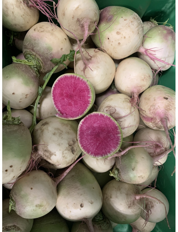 Radis melon d'eau