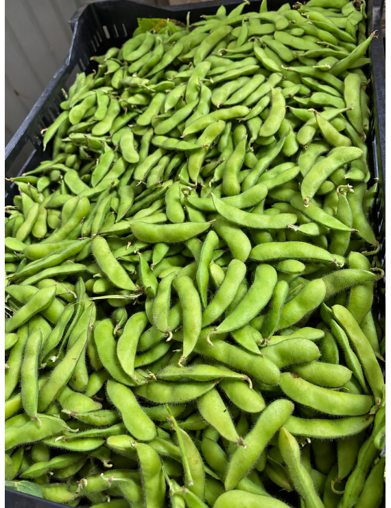 Edamame bio