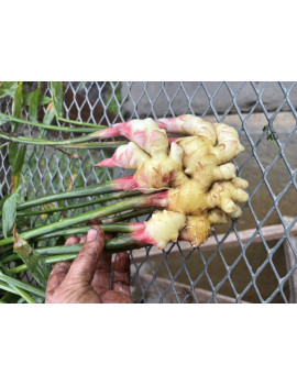 Gingembre bio