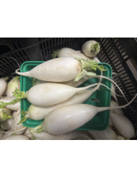 Radis daikon biologique
