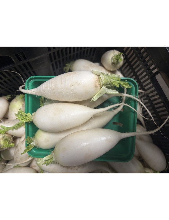 Radis daikon biologique