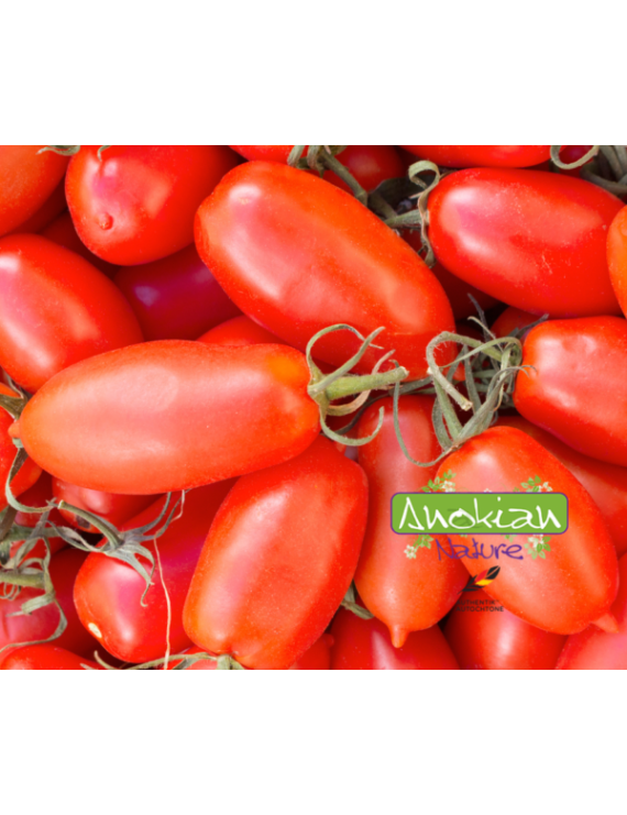 Semences tomate San Marzano Héritage (Anokian)